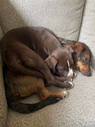 Dogo Argentino Freunde-Beitrag-Bild