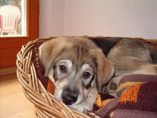 Welpen Bilder !-Beitrag-Bild