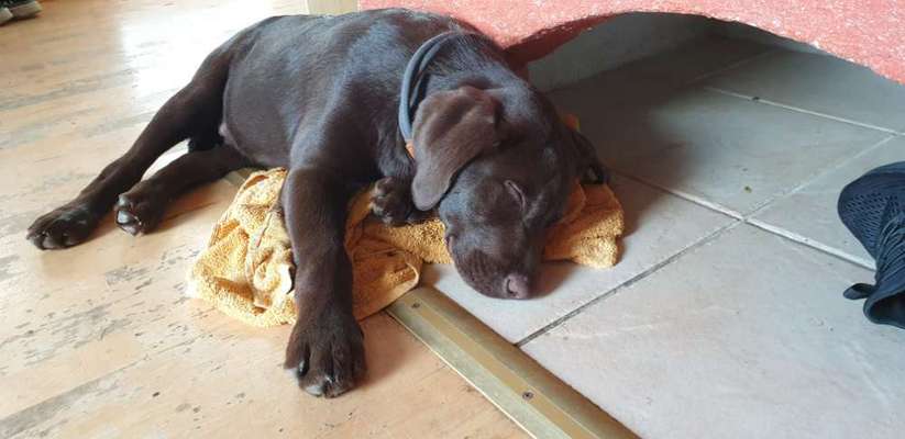 Welpen Bilder !-Beitrag-Bild