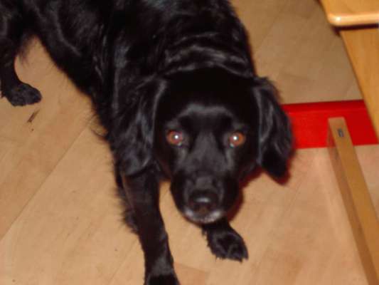 Welpen Bilder !-Beitrag-Bild