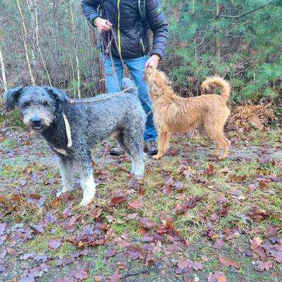 aktuelles Foto Gruppe Puli Pumi Mudi und Mischlinge dieser Rassen - Gruppe für kleine ungarische Treib- und Hirtenhunde
