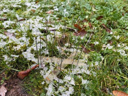 Giftköder-Trittfallen im Gras-Bild