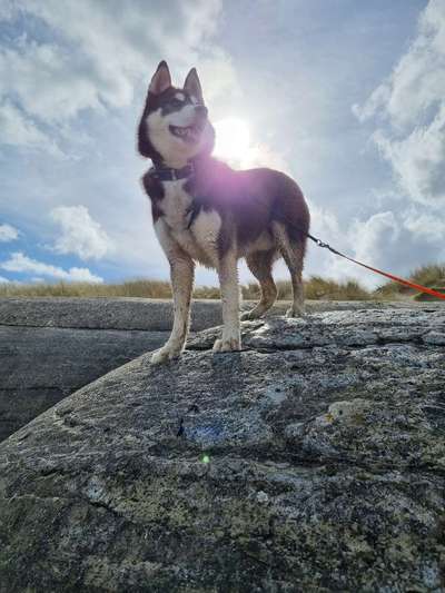 Hundetreffen-Husky zum spielen gesucht :)-Bild