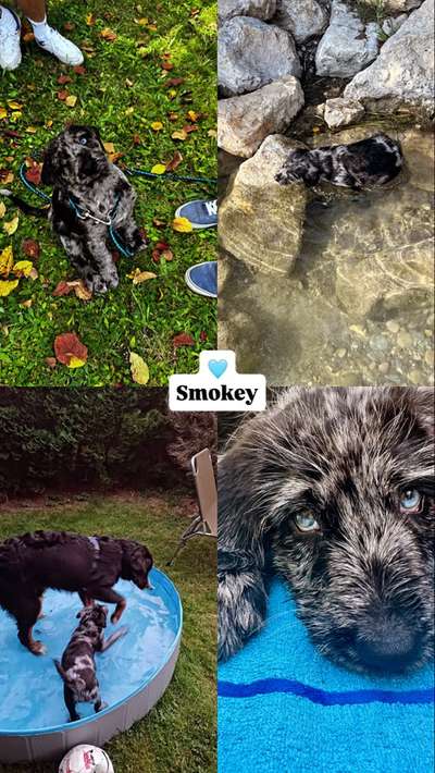 Hundetreffen-Welpentreffen-Bild