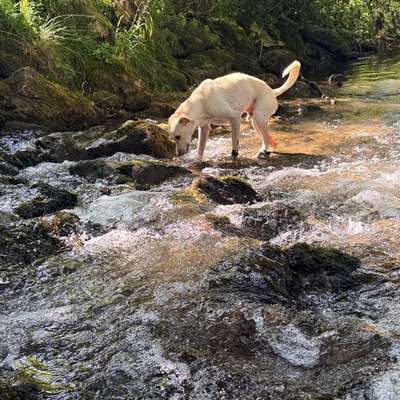 Hundetreffen-🐾 Lust auf gemeinsame Gassirunden? 🐾-Bild