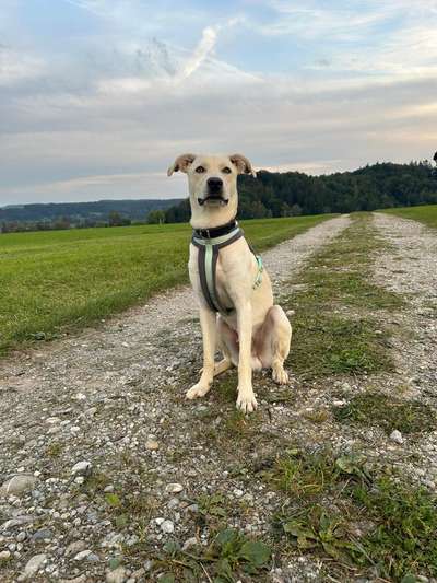 Hundetreffen-Spielgefährten-Bild