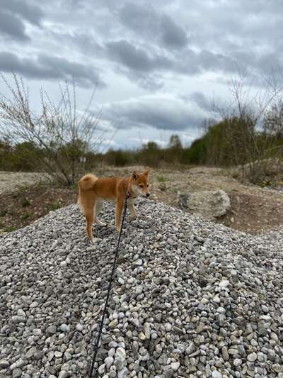 Hundetreffen-Gemeinsames Gassi gehen und Spielen-Bild