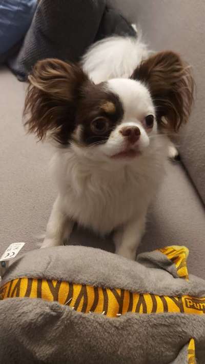 Wo sind die Chihuahua Besitzer ?-Beitrag-Bild