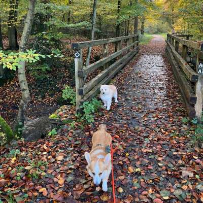 Hundetreffen-Spieltreffen in Ratingen-Bild