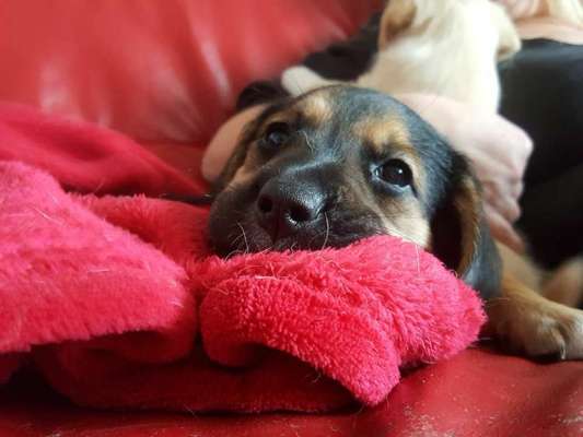 Welpen Bilder !-Beitrag-Bild