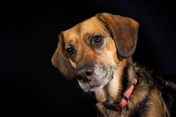 Unsere Fellnasen im Regenbogenland-Beitrag-Bild