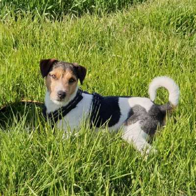 Hundetreffen-Person Russel Terrier  zum Austausch  eventuell  für spaziergänge-Bild