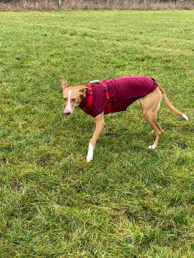 Hundetreffen-Podenco, Galgo oder Jagdhund-Bild