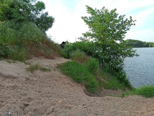 Hundeauslaufgebiet-Alte Weser Dreye-Bild