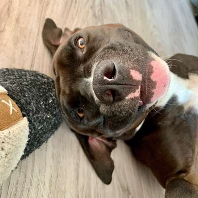 Hundetreffen-Hundetreffen nach Absprache-Bild