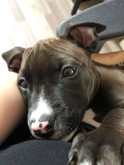 Welpen Bilder !-Beitrag-Bild