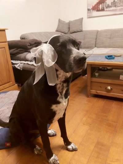 Hier ist der Spaßthread. Zum Schmunzeln und Kaputtlachen-Beitrag-Bild