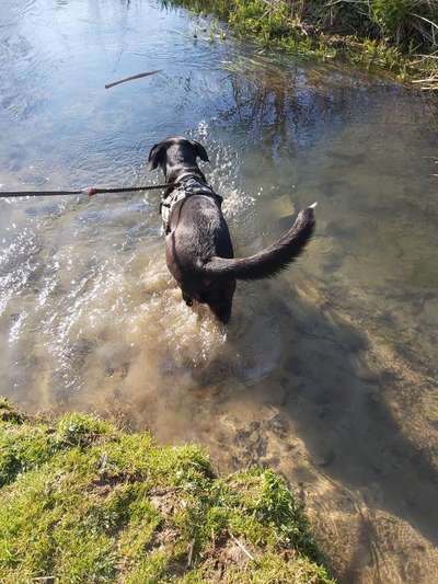 Dogorama-Monats-Challenge-Mai "Wasser"-Beitrag-Bild