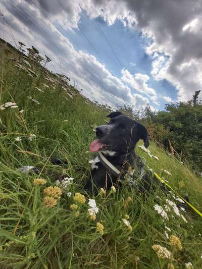 Die Dogorama Monats Challenge "Es grünt und blüht"-Beitrag-Bild