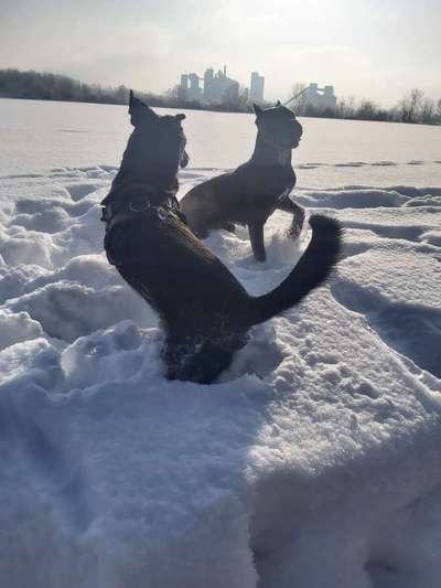 Zeigt die schönsten Schneebilder von eurer Fellnase ❄️-Beitrag-Bild