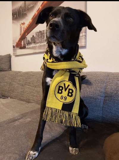 Welpen Bilder !-Beitrag-Bild