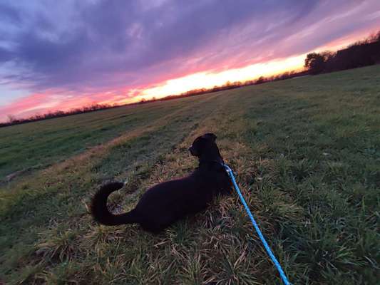 Fotochallenge Nr 55  -  Hund im November--Beitrag-Bild