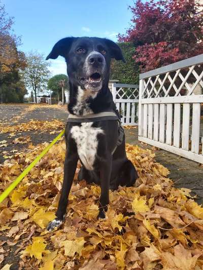 Die Dogorama Kalender Challenge Teil 1/4-Beitrag-Bild