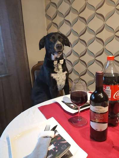 Fotochallenge 31 - Das perfekte Hundedinner-Beitrag-Bild