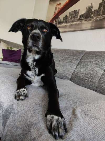 Zeigt mir die tollste Nahaufnahme von eurer Fellnase-Beitrag-Bild