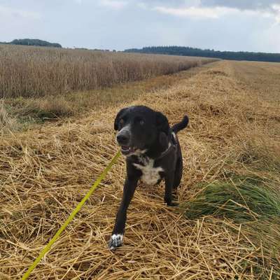 Die Dogorama Wochen Challenge "Spaziergang im Regen"-Beitrag-Bild