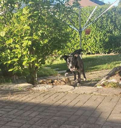 Podencomischling oder Podenco-Beitrag-Bild