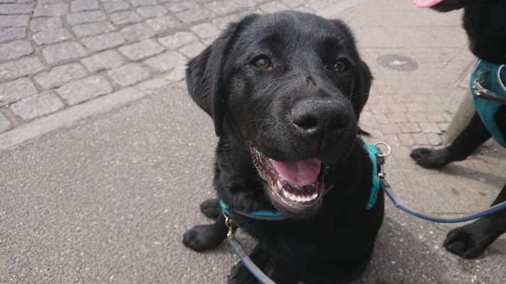 eure Junghunde 🐶🥰-Beitrag-Bild