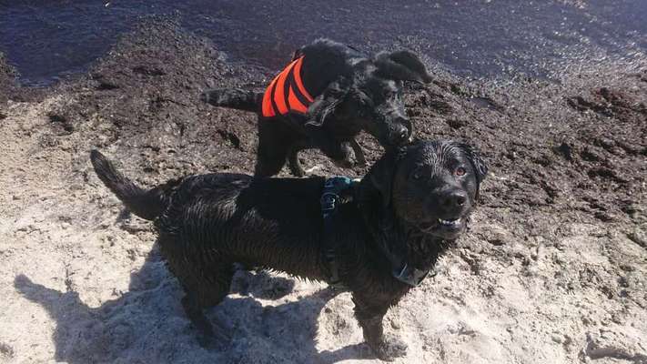 Hunde in Action-Beitrag-Bild