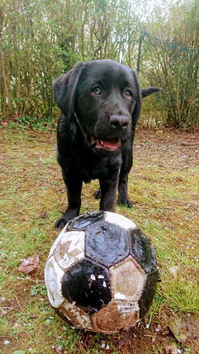 FOTO CHALLENGE 77 - Dein Hund im Spiel-Beitrag-Bild