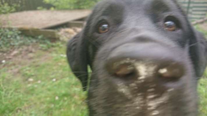 Fährte für junge Hunde-Beitrag-Bild