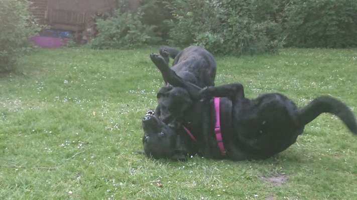 Hund im Garten - Eure Meinungen-Beitrag-Bild