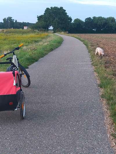 English Setter-Beitrag-Bild