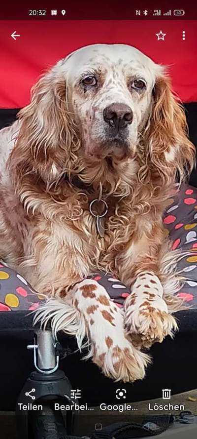 Englisch Setter?-Beitrag-Bild