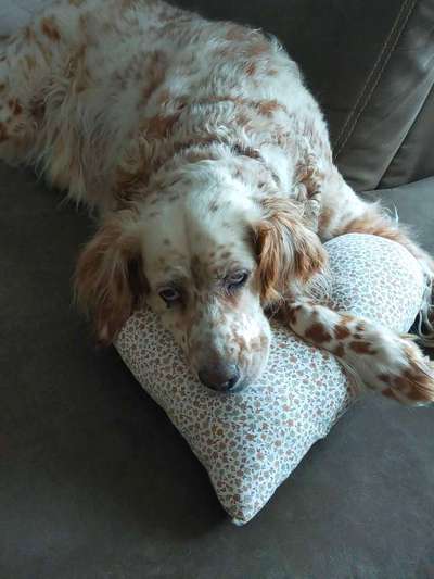 English Setter-Beitrag-Bild