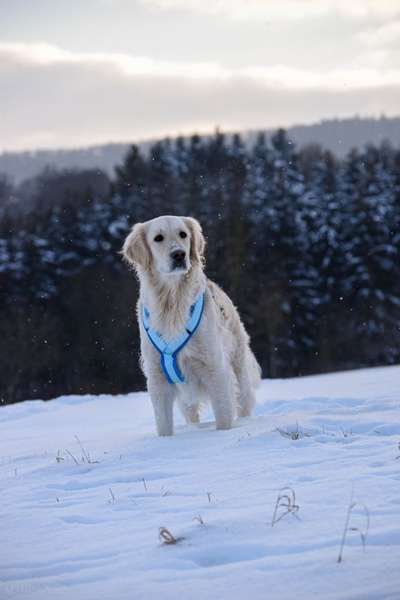 Wo sind die Golden Retriever Liebhaber?-Beitrag-Bild