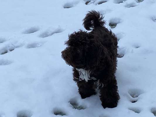 Havaneser dabei?:)-Beitrag-Bild