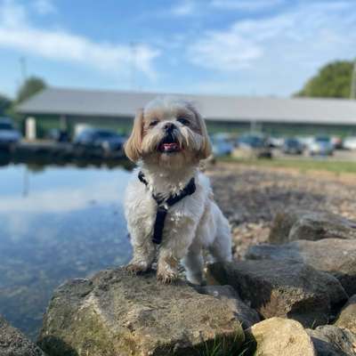 Hundetreffen-Social Walks-Bild