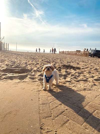 Hundetreffen-Mini Socialwalks im Kreuzviertel/Uppenberg-Bild