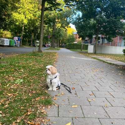 Hundetreffen-Spazieren gehen-Bild