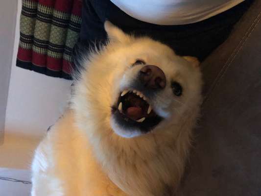 Dogorama Photo Challenge - Hundeblick zum hinschmelzen-Beitrag-Bild