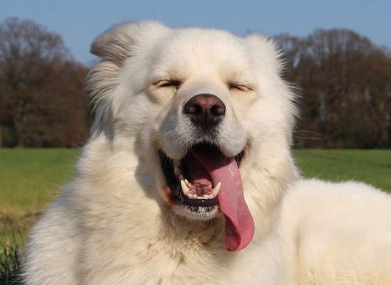 Die Dogorama Kalender Challenge Titelbild-Beitrag-Bild