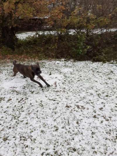 Challenge Nr. 16         Dynamik - Dein Hund in Bewegung-Beitrag-Bild