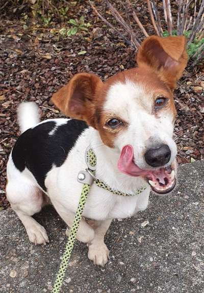 Dogorama Photo Challenge - Einmal lächeln bitte-Beitrag-Bild