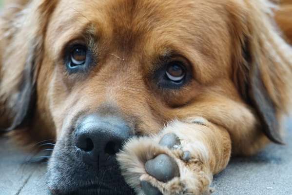 Zeichnungen eurer Hunde-Beitrag-Bild