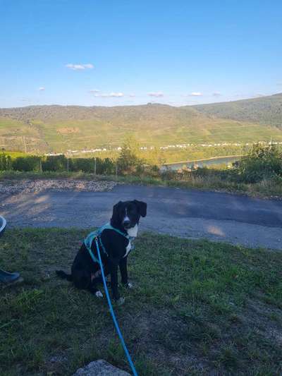 TierschutzhundeStammtisch🐕-Beitrag-Bild